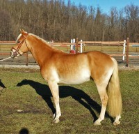 /album/haflinger-market/whilem-11-jpg/